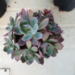[수암다육] 아미스타 단품 Echeveria Amistar 다육 아프리카식물 다육식물 수입다육 플랜테리어 099 : 수암다육농장