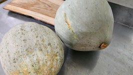 손질단호박 1kg 토종단호박 상리단호박 친환경무농약 산지직송 슬라이스 국내산 : 용담베리