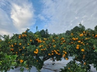 제주 서귀포 비타민 듬뿍 달콤한 노지감귤 10KG : 철이네귤농장