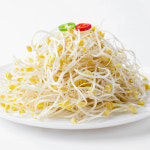 국내산 무농약 이조은 산소 콩나물 1kg 2kg : 감동몰