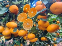 제주 삼달감귤농원 싱싱 달콤한 노지감귤 5kg 일반조생 농장 직배송 : 제주귤 팜