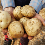 [햇님농장] 포슬포슬 두백감자 3kg 소/중소/중대 : 햇살가득 햇님장터