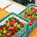 고당도 명품 프리미엄 청주 청원생명딸기 설향 농장직송 1Kg 30-35과 제철과일 : 푸른가