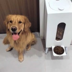 반자동 개 고양이 배식통 반려견 높은다리 보관 고급 사료 사료통 자율 낮은 다리 소형 : 뽐내며말하다
