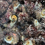 자연산 뿔소라 1kg 참소라 자숙 손질 포항 동해안 : 싱싱지니수산