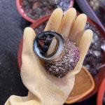 자연산 뿔소라 1kg 참소라 자숙 손질 포항 동해안 : 싱싱지니수산