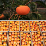 완주 대둔산 흑곶감 가정용 선물세트 2팩 3팩 4팩 반건시 건시 : 소영이네농장