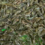 [토종 새뱅이(토하)] 생물 자연산 새뱅이 민물새우 250g, 500g / 토하젓 소화젓 진상품 향토음식 새우탕 : 정림새우농장