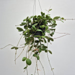 호야 파림림바 (Hoya palimlimba) / 2024년 11월 신상품 : 조이플랜트