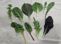 정다운농장 샐러드 쌈채소 1kg, 1개 : 맹다혜씨네 작은 텃밭