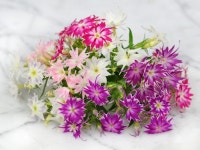 [원예용 씨앗모듬 1126] 화분으로 기르기 좋은 키작은 봄꽃 씨앗 4선 : 모야모가든센터