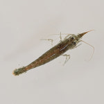 [토종 새뱅이(토하)] 생물 자연산 새뱅이 민물새우 250g, 500g / 토하젓 소화젓 진상품 향토음식 새우탕 : 정림새우농장