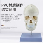 머리 모형 모델 인간 경추 교육용 해골 두개골 인체해부 표본 해부학 인체 뼈 봉합 두개골 : 샵인샵몰