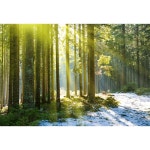 겨울 윈터 설경 강 눈 숲 나무 유럽  야경 마을 하늘 강 오로라 빙하 햇살 빛 카페 파르텔 벽지 시트지 롤스크린 : 으뜸데코