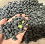 [농가직송]25년산 의성 햇 약콩 쥐눈이콩 속청 검은콩 서리태 1kg : 우제과일농장