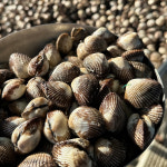 벌교 꼬막 남해 조개 새꼬막 3kg : 맛장터