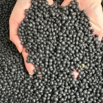 [10kg 농장직송] 25년산 의성 햇 약콩 쥐눈이콩 속청 검은콩 서리태 : 우제과일농장