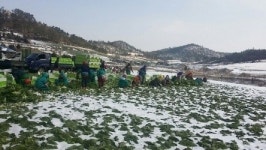 봄동 진도봄동 2kg 겨울동 겉절이 산지직송 : 산지직송먹거리