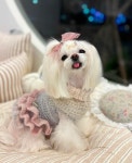 이나모라다 Multi-White  : 화이트 선데이