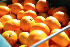 프리미엄 제주 노지 감귤 5kg 외 2종 : 삼남매제주 농장