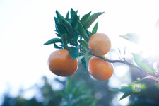 프리미엄 제주 노지 감귤 5kg 외 2종 : 삼남매제주 농장