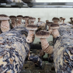 국내산 무농약 솔 송화버섯 500g 1kg 친환경 버섯재배 표고 송이 건강식품 버섯요리 : 좋은열매 농장