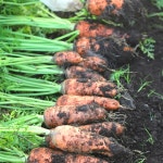 제주 구좌 당근 국내산 흙당근 햇 주스용 3kg 5kg 10kg : 별숲농장