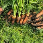 제주 구좌 당근 국내산 흙당근 햇 주스용 3kg 5kg 10kg : 별숲농장