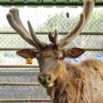 해담녹용 러시아계 엘크사슴 녹용 진액 즙 2.4kg 1달분 : 해담녹용