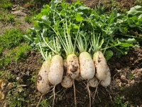 저장성 강한 종자 단단한 가을무 맛있는 김장무 대표장 대용량 가을 명품무 씨앗 8000립 : 농사농