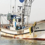 냉동 바다 장어 바닷 국산 손질 군산 수산물 구이 곰장어 요리 자연산 보양식 서해안 : 니타컴퍼니