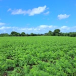 제주 구좌 당근 국내산 흙당근 햇 주스용 3kg 5kg 10kg : 별숲농장