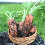 제주 구좌 당근 국내산 흙당근 햇 주스용 3kg 5kg 10kg : 별숲농장