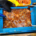 [해인수산]갓잡아 더 신선한 속초 홍게 (중) 생물 자숙 제철 박달 홍게 수율보장 : 해인농수산물