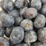 칠레산 아삭탱탱 블루베리 100g : 과일소담촌하남점