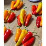 뉴다온 미니파프리카 1kg/ 2kg/ 3kg 농장직송 당일수확 파프리카 : 보람파프