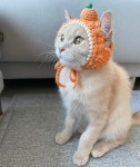 [노피네] 귤귀도리 겨울귀도리 고양이 강아지 모자 : 노피네