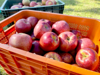 농장이필요해 국산 감홍 5kg 3kg 2kg 농장 산지직송 겨울과일 : 농장이 필요해