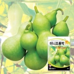 미니조롱박 10립 / 조롱박 씨앗 종자 텃밭키우기 주말농장 : 신세계식물병원
