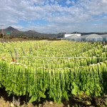 20년 전통 남도식 추어탕 500g 5팩 보양식 해장국 국밥 : 전라도청년