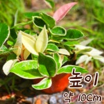 [포도밭] 호야 1+1+1행사 호야3개보내드립니다 공기정화식물 인테리어식물 넝쿨식물 플랜테리어 : 포도밭