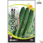 청풍오이 30립 / 씨앗 종자 텃밭키우기 주말농장 백침오이 : 신세계식물병원