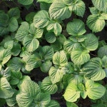 유기농 추부 깻잎 1kg : 내가 살게요