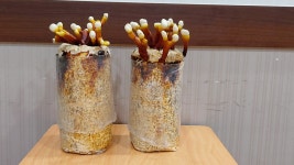 1+1 표고 버섯 키우기 재배 키트 버섯배지 기르기 : 드림버섯농장