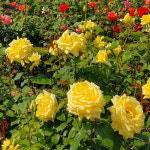 고급 사계장미나무 땅장미 포트묘 : 충청농원