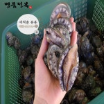 완도 명품 활전복 중 25-30미 1kg [손질솔 증정] : 명품전복영어조합법인