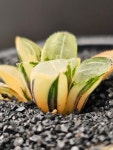 [수금 ] 241204  아프리카식물 농장 에이플랜트 코덱스 caudex 구근식물 괴근식물 724 선인장 : 에이플랜트