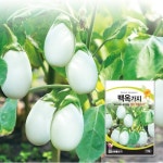 백옥가지 10립 / 가지 씨앗 종자 텃밭키우기 주말농장 : 신세계식물병원