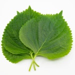 유기농 추부 깻잎 1kg : 내가 살게요