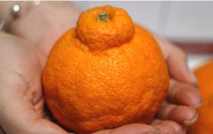 제주 산지직송 황금향 한라봉 레드향 천혜향 홍미향 홍매향 가정용 선물세트 : 문현상회 1987